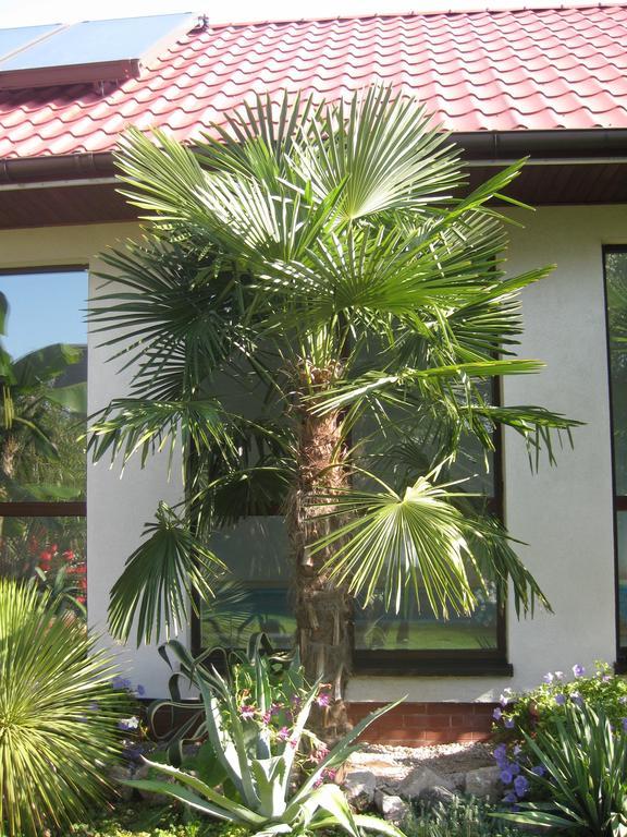 Pokoje Goscinne Pod Palmami Busko-Zdrój Oda fotoğraf