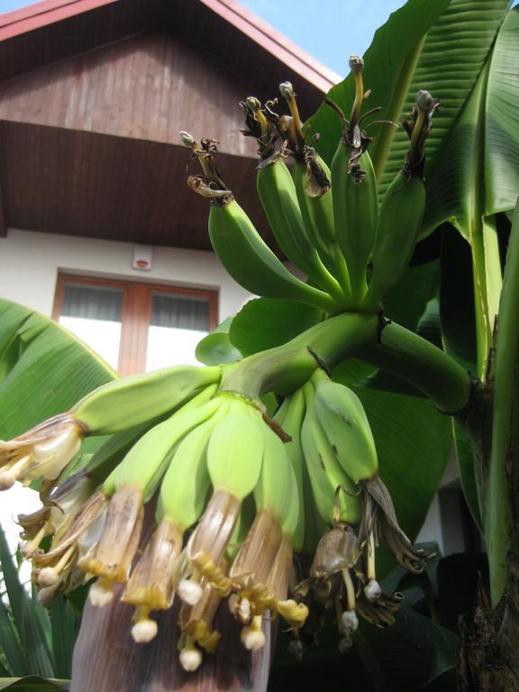 Pokoje Goscinne Pod Palmami Busko-Zdrój Dış mekan fotoğraf